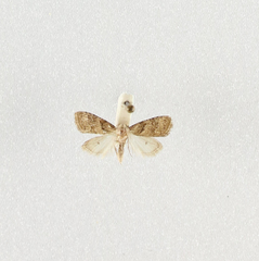 Nola harouni