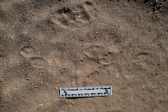 Lepus californicus bennettii