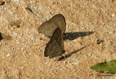 Caeruleuptychia helena