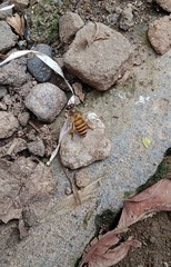 Apis cerana