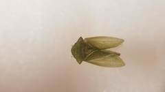 Tituria