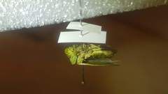 Tituria