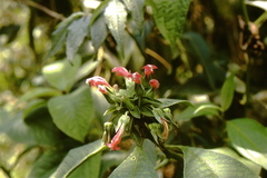 Centropogon macrophyllus