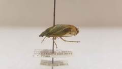 Tituria