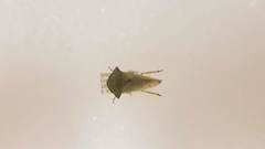 Tituria