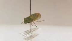 Tituria