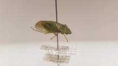 Tituria