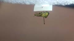 Tituria