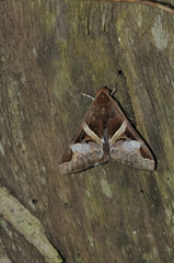 Melipotis fasciolaris