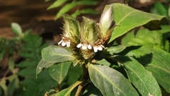 Lepidagathis incurva