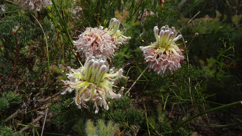 Hermon Spiderhead (Serruria scoparia)