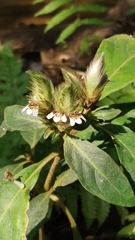 Lepidagathis incurva