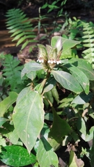 Lepidagathis incurva