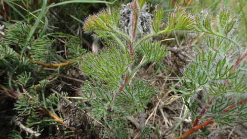 Image of Serruria scoparia by (c) Paul Emms, some rights reserved (CC BY-SA)