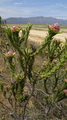 Leucadendron stellare