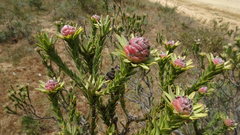 Leucadendron stellare