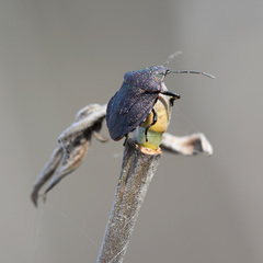 Rhacognathus punctatus