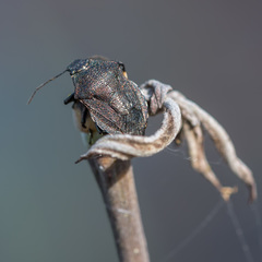 Rhacognathus punctatus