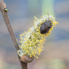 Rhacognathus punctatus
