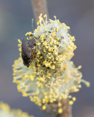 Rhacognathus punctatus