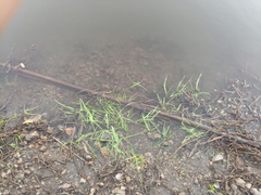 Vallisneria spiralis