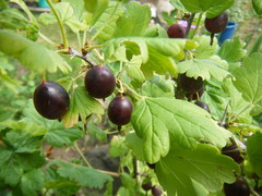 Ribes × nidigrolaria