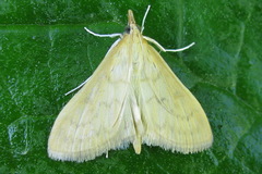 Paratalanta pandalis