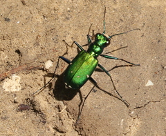 Cicindela sexguttata