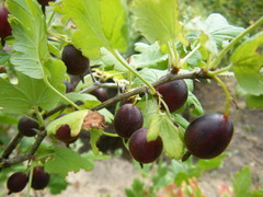 Ribes × nidigrolaria