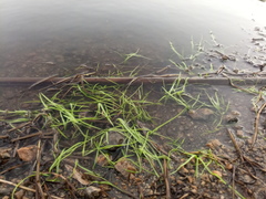 Vallisneria spiralis