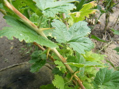 Ribes × nidigrolaria