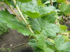 Ribes × nidigrolaria