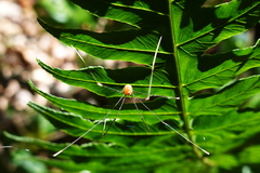 Pseudogagrella splendens