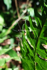 Pseudogagrella splendens