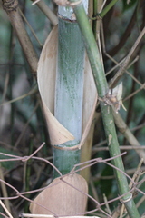 Bambusa chungii
