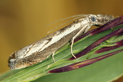 Platytes alpinella