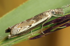 Platytes alpinella