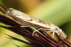 Platytes alpinella