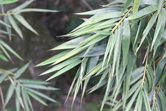 Bambusa chungii