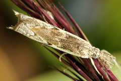 Platytes alpinella