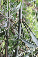 Bambusa chungii