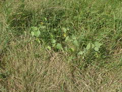 Xanthium orientale riparium