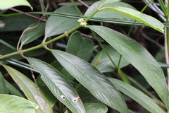 Lasianthus chinensis