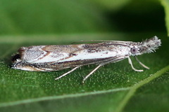 Platytes alpinella