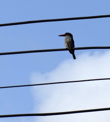 Halcyon senegalensis