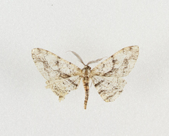 Peribatodes umbraria
