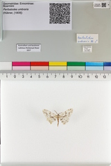 Peribatodes umbraria