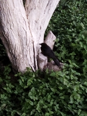 Quiscalus mexicanus