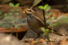 Turdus obscurus