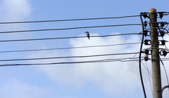 Halcyon senegalensis